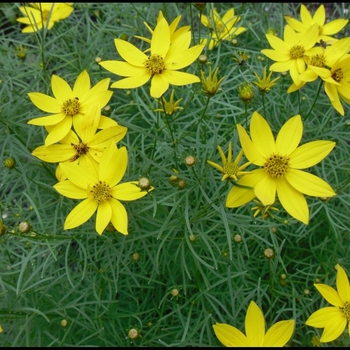 Coreopsis verticillata 'Golden Gain' 