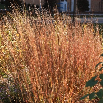 Schizachyrium scoparium 'Blaze' 