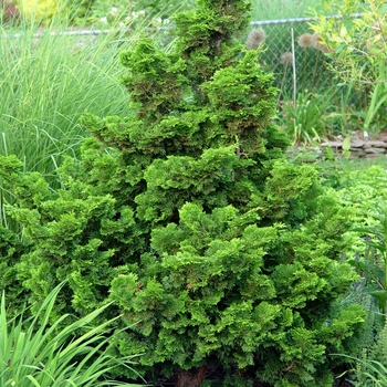 Chamaecyparis obtusa 'Nana Gracilis' 