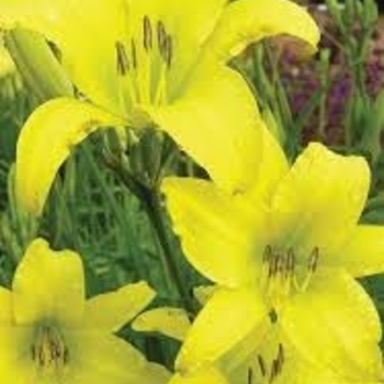 Hemerocallis 'Hyperion' 