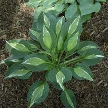 Hosta 'Snake Eyes' 