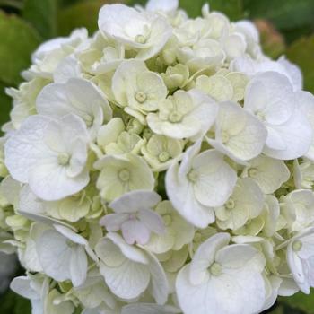 Hydrangea macrophylla 'White' 