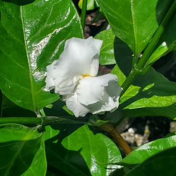 Tabernaemontana divaricata 'Flore Pleno' 