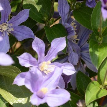 Clematis 'Arabella'