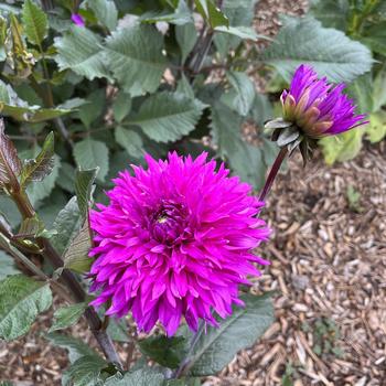 Dahlia 'Myrtle's Folly' 