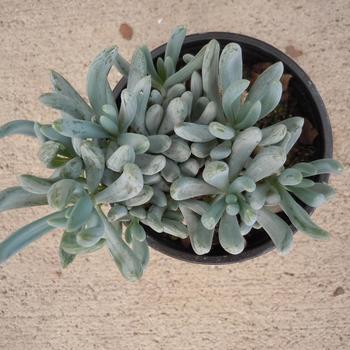 Senecio serpens 'Mini Blue' 