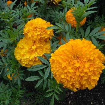 Tagetes erecta Coco™ Gold