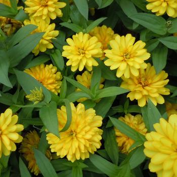 Zinnia marylandica Zydeco™ Deep Yellow