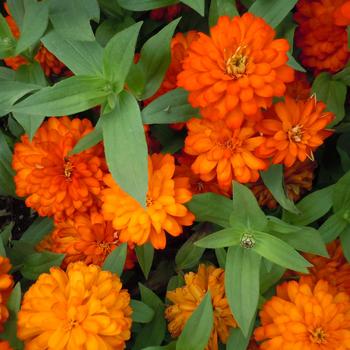 Zinnia marylandica Zydeco™ 'Fire'