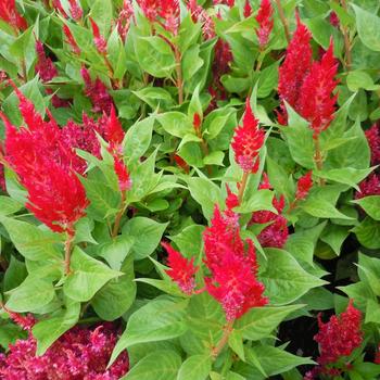 Celosia plumosa 'Flamma Red' 