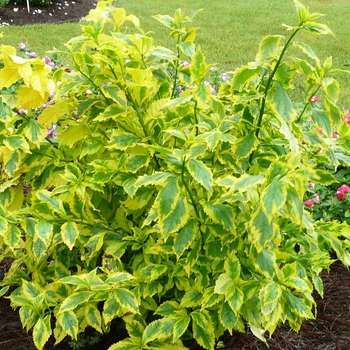 Duranta erecta 'Alba' 