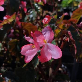 Begonia semperflorens