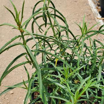 Asclepias fascicularis