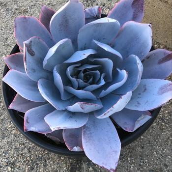 Echeveria cante