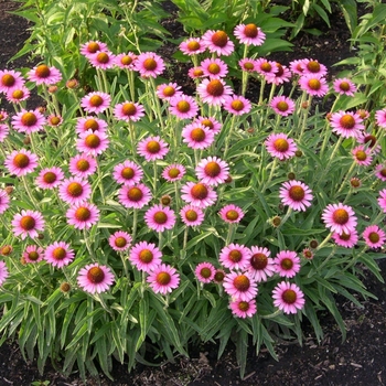 Echinacea 'Pixie Meadowbrite™' 'CBG Cone 2' PP18546