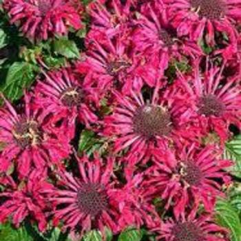 Monarda didyma 'Pocahontas Pink' 