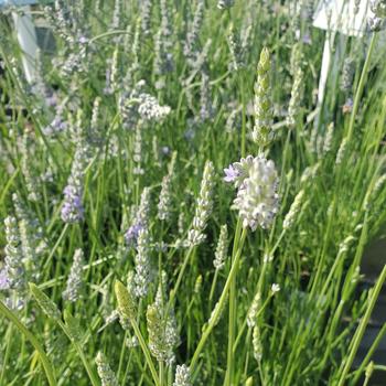 Lavandula x intermedia 'Fred Boutin' 