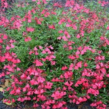 Salvia greggii 'Scarlet' 