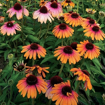 Echinacea 'Rainbow Marcella' 