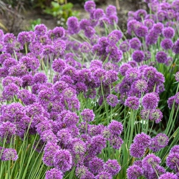 Allium 'Lavender Bubbles' PP31126