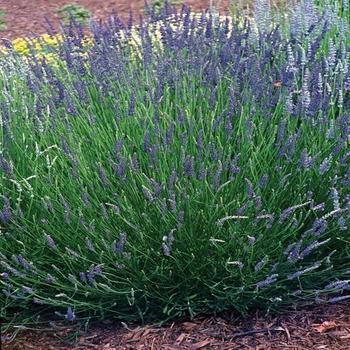 Lavandula x intermedia 'Hidcote Giant' 