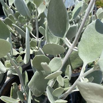 Kalanchoe bracteata