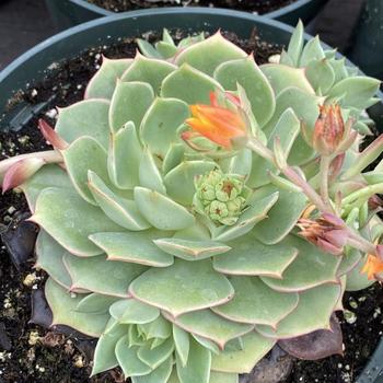 Echeveria 'Dondo' 