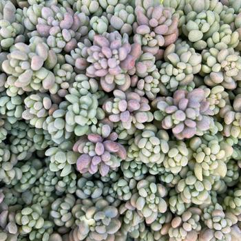 Sedum dasyphyllum