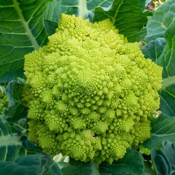 Brassica oleracea 'Romanesco' 