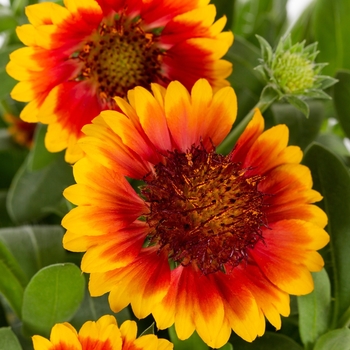 Gaillardia aristata 'Bijou' 