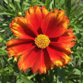 Coreopsis 'Firewheel' 