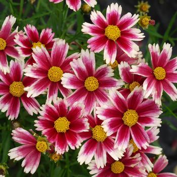 Coreopsis L'il Bang™ 'Candy Stripes'