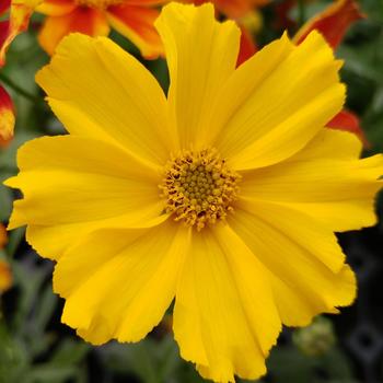 Coreopsis 'Goldilocks' 