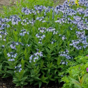 Amsonia 'Blue Ice'