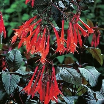 Fuchsia 'European Uprights™ Koralle™' 