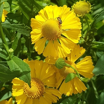 Helenium autumnale 'Helena Gold' 