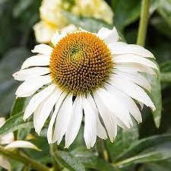 Echinacea purpurea 'Happy Star' 