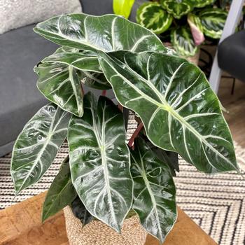 Alocasia baginda Mythic™ 'Nairobi Night'