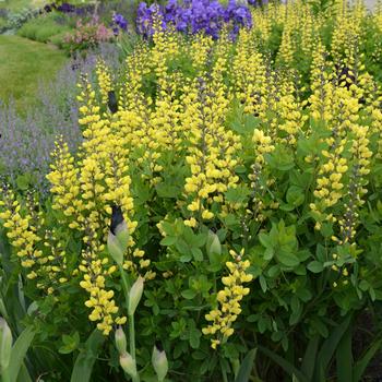 Baptisia Decadence® 'Lemon Meringue'