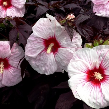 Hibiscus x moscheutos 'Kopper King' PP10794