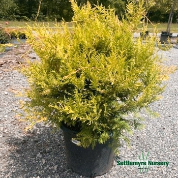 Chamaecyparis pisifera 'Vintage Gold' 