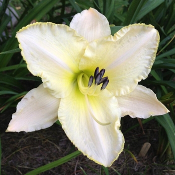 Hemerocallis 'Arctic Snow' 