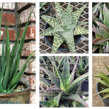 Aloe 