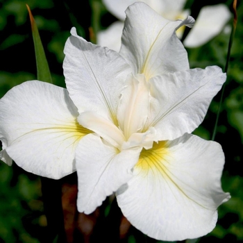 Iris sibirica 'White Swirl' 