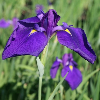 Iris ensata 'Royal Banner' 