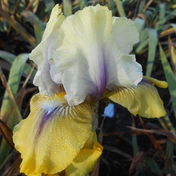 Iris germanica 'Double Your Fun' 