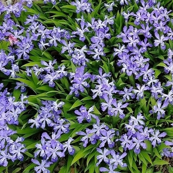 Iris cristata 'Powder Blue Giant' 