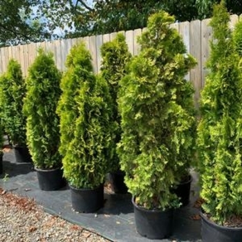 Thuja occidentalis 'Jantar' PP22296