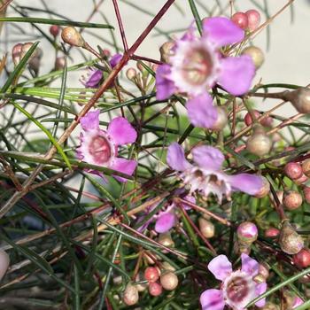 Chamelaucium uncinatum 'Purple Gem' 