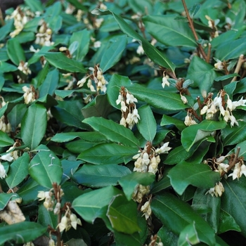 Elaeagnus x ebbingei